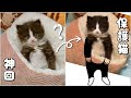 【神回】新しいベッドをプレゼントしたら、人間みたいになってしまった子猫…【保護猫】