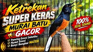 KETREKAN SUPER KERAS MURAI BATU GACOR | Pancing Emosi Seketika, 100% Real Sound!