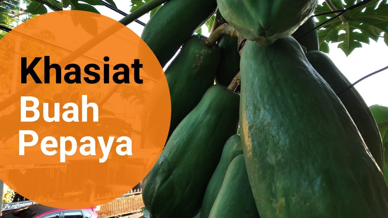 Khasiat Buah Pepaya 