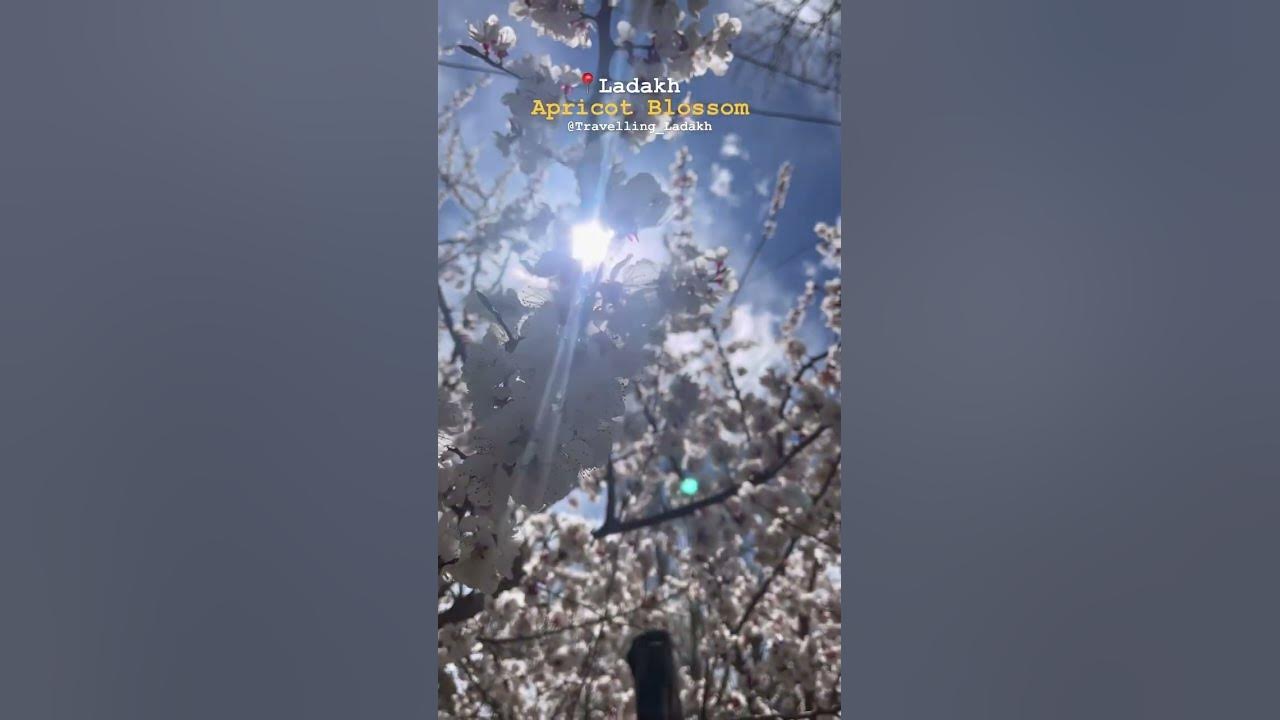 Beauty #blossom #Leh #Ladakh #ytshorts #shorts @Travelling_Ladakh. Beauty #blossom #Leh #Ladakh #ytshorts #shorts @Travelling_Ladakh.