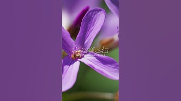 سورة النصر | الشيخ  بيشه وا الكردي |