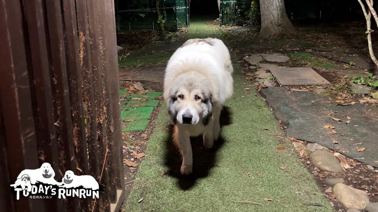 戸締りの時間には逃げ回ったりせずに家に入る成長したベルです Great