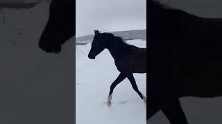 black Arabian horse