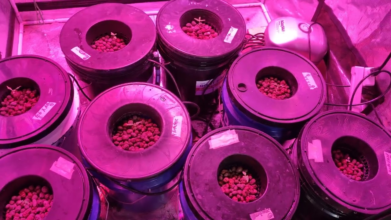 God Father OG, Purple Haze, Boriqua KushxMalawi GoldxNL5, Gelato, Clones-Super Sour Runtz Full List👇