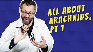 All About Arachnids, Pt. 1 Buggin Out