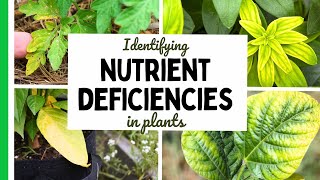 Nutrient Deficiencies In Plants - What You Need To Know