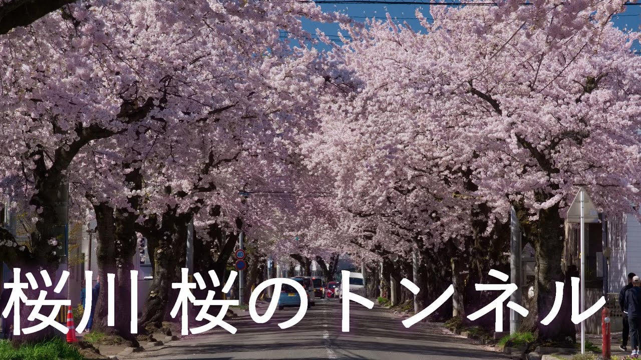 桜川団地 桜のトンネル 桜並木 青森市 4k60p Youtube