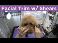 Goldendoodle (Scarlett) Facial Trim / Head trim - Part 1