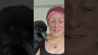 Famous Crows don’t just remember your face—they judge your soul.#crow #shorts   #animals  #nature #fyp Net Worth