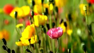 pinky flower