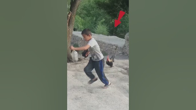 Xoroz sorish yigitlar video Xoroz sorish yigitlar video