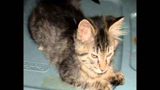 free maine coon kittens for sale