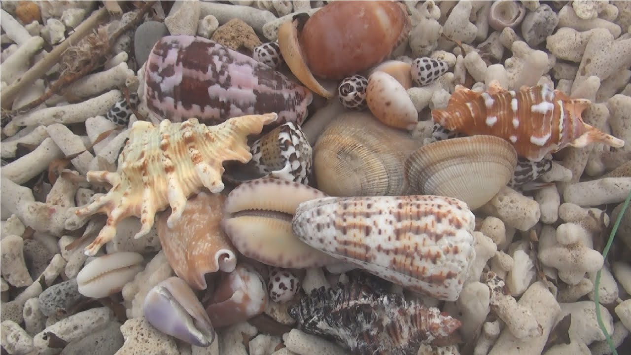 Shell Hunt Hunting for seashells during rough seas - YouTube