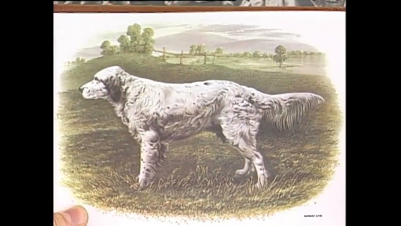 ΑΓΓΛΙΚΟ ΣΕΤΤΕΡ ΜΕΡΟΣ 1ο - ENGLISH SETTER PART 1