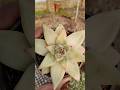 How is My Simple and Beautiful Plant Succulent 127 #shorts