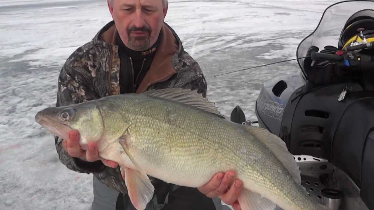 Jumbo Greenback Walleye YouTube