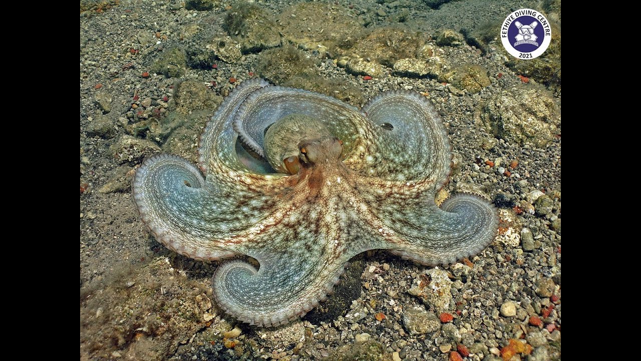 CMAS 3 Yıldız Dalıcı Eğitimi