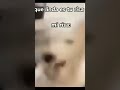 What a cute laugh 🥰🥰 #memes