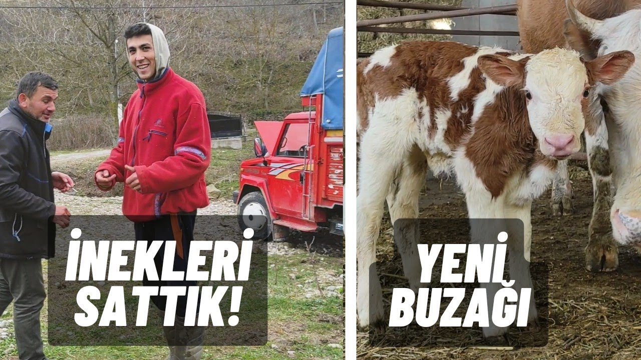 İlk Simental Buzağımız Doğdu - İneklerimizi Sattık - Köy Hayatı