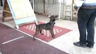 Teamriskys - Team Riskys Staffords Official Video Archives - Mj A Frame - Riskys Staffords