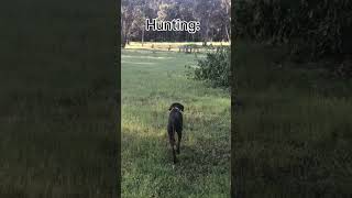 Things You Need To Know Before Buying A Vizmaraner (Weimaraner x Vizsla) #tiktok #farm #puppy #dog