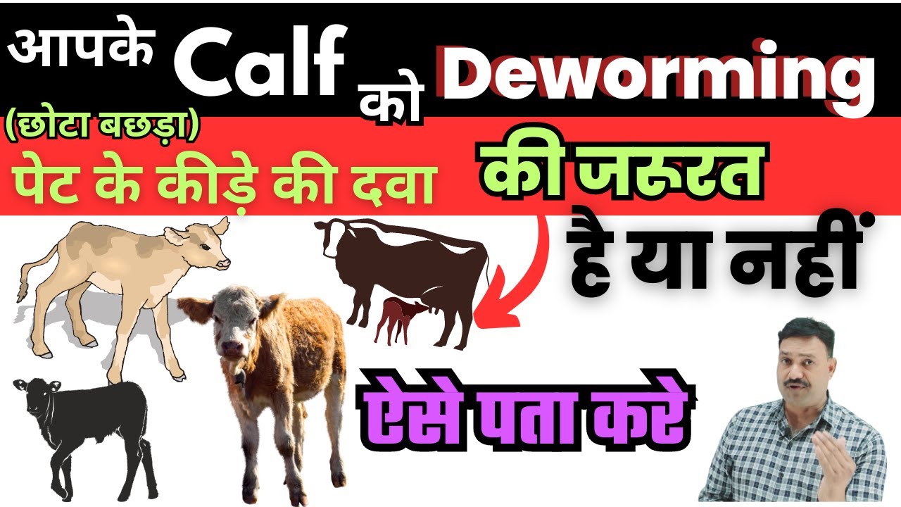 गाय भैंस के बच्चे के पेट में कीड़े हैं ऐसे पहचाने Unique Trick👉🏻Calf ko Deworming kab kare