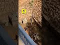 نمر يحاول يفترس سوداني متهور