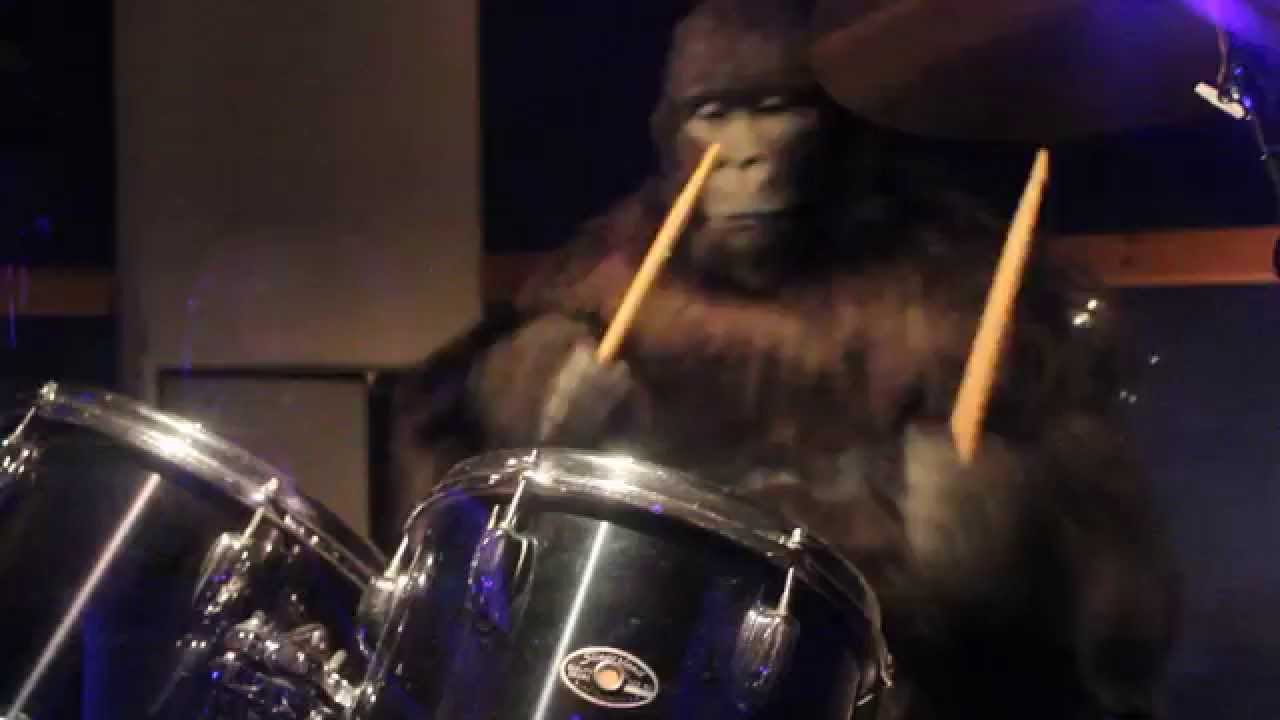 Gorilla & Cadbury Chocolate Commercial at Cadbury World