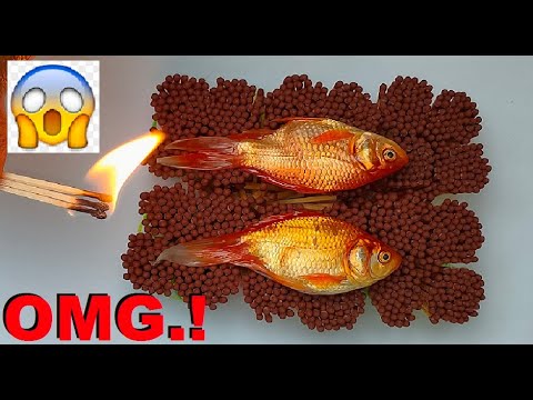 Gold-Fish Fry OMG | Using 1000+ Match Sticks | Fish vs Matchsticks | Stupid Scientist - YouTube