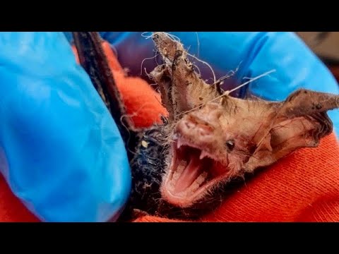 Bat stuck on fly paper freed with butter on cotton buds - BBC News