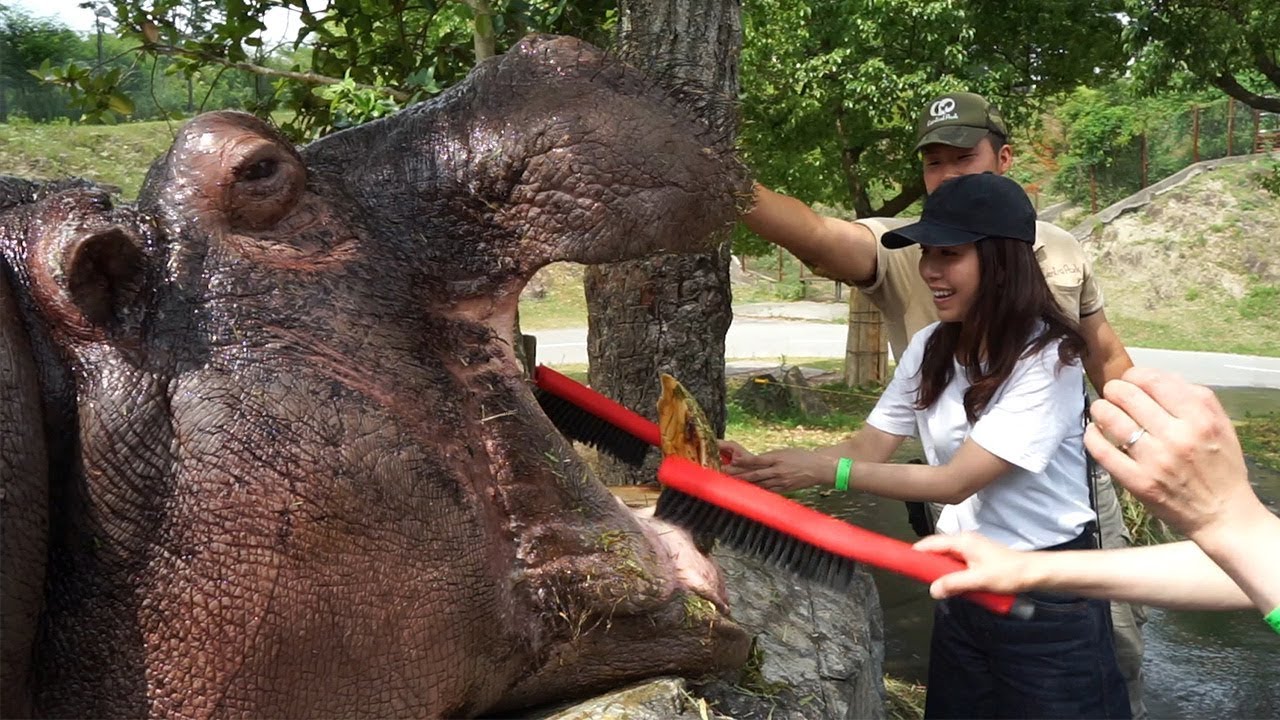 カバの歯磨き体験 姫路セントラルパーク