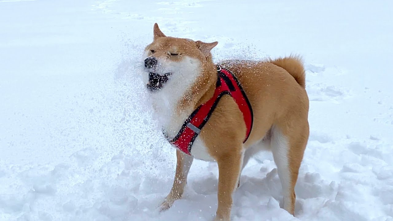 Snow Day Fun Day | Super Shiba