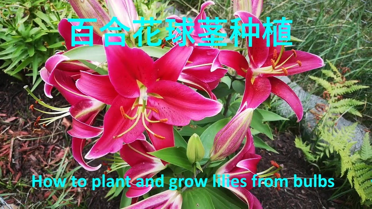 春天到了 该种植百合球茎了 这样种 一个球茎变多个 让你花满园 How To Plant And Grow Lily From Bulbs 如何种植百合花 Youtube