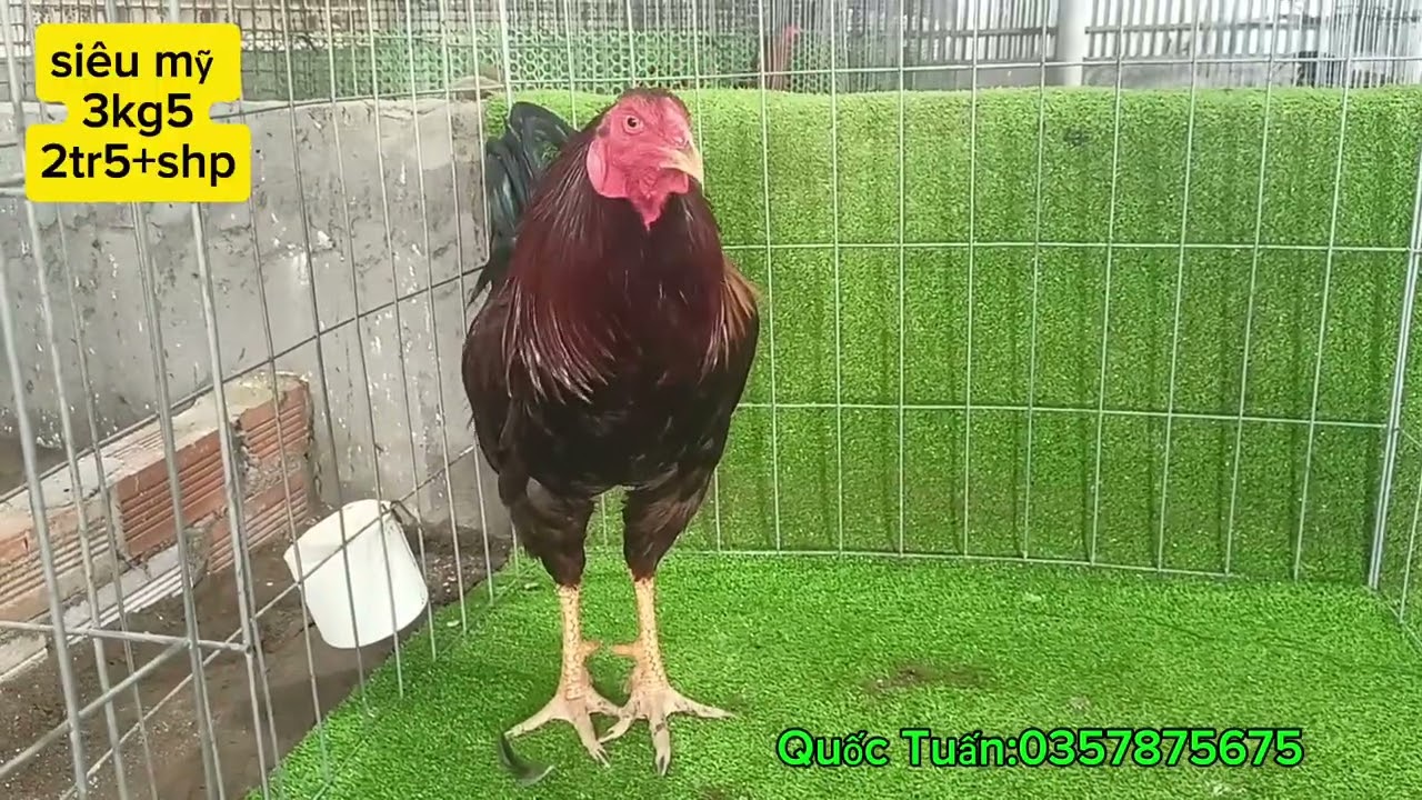 Top 12 siêu mỹ 25/02 Quốc Tuấn 0357875675