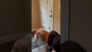 Dog sitting Riley & Sam! It's a full house with these Goldens 🐾 #DogSitting #GoldenRetriever #Dog