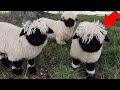 You Can Now Own A Blacknose Sheep That Looks Just Like A Stuffed Animal