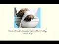 Housebreaking, Can't Housebreak My Puppy - Know How To Do It Right Housebreaking, Can't Housebreak My Puppy - Know How To Do It Right