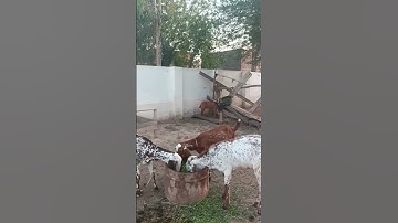 #multan #multanvlog #multanvlogs #villagelife #views #viral #viralvideo