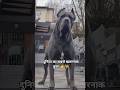 duniya ke sabse khatarnak 🔥dog 🦮👉 rottweiler #dog#labrador #viral #shortvideo🦮🫣