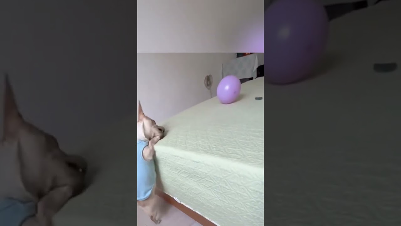 precise target 🎯🐶