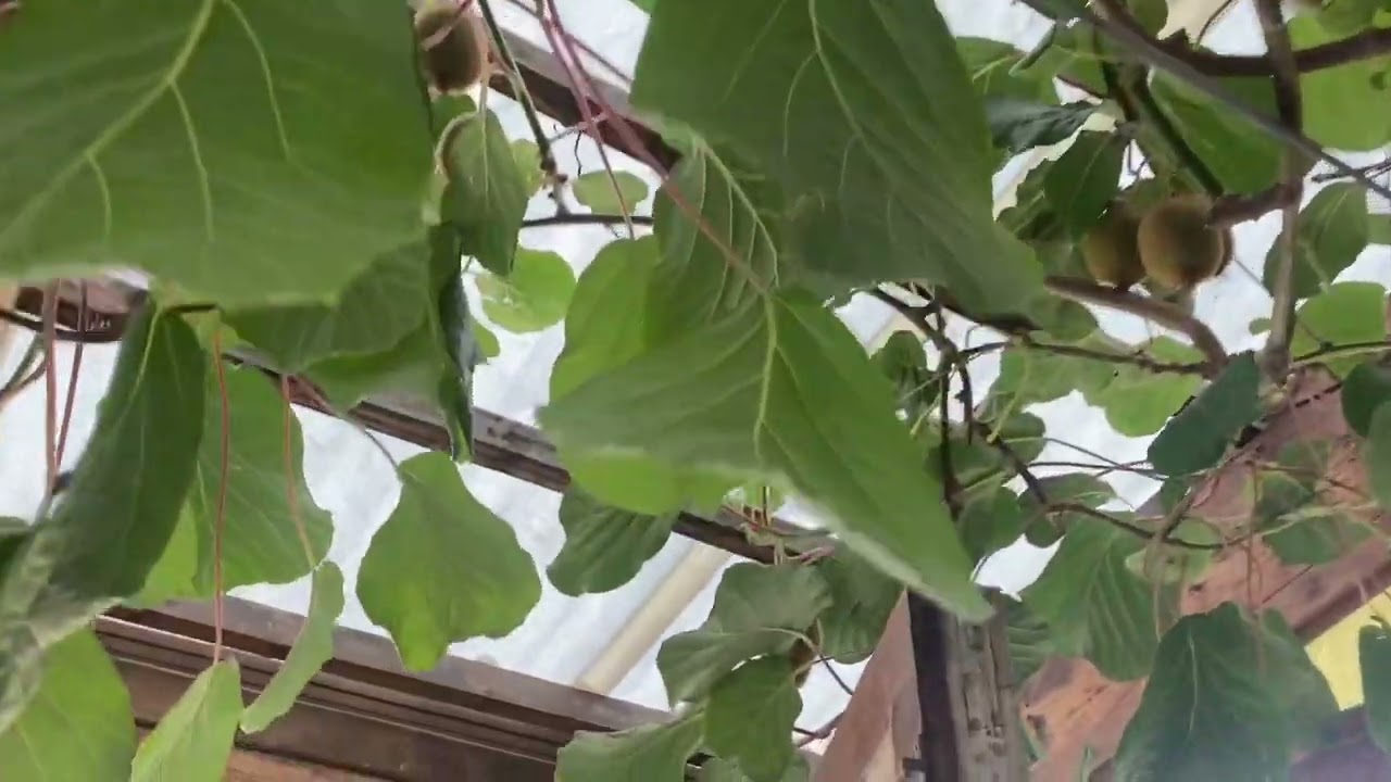 Kiwipflanzen Kiwi in Deutschland OWL | sehr guter Ertrag! Eimerweise ernten