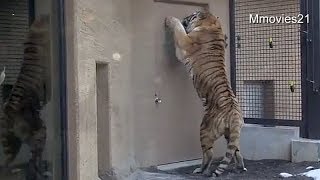 Amur Tiger stand up~アムールトラのタツオが気になるもの