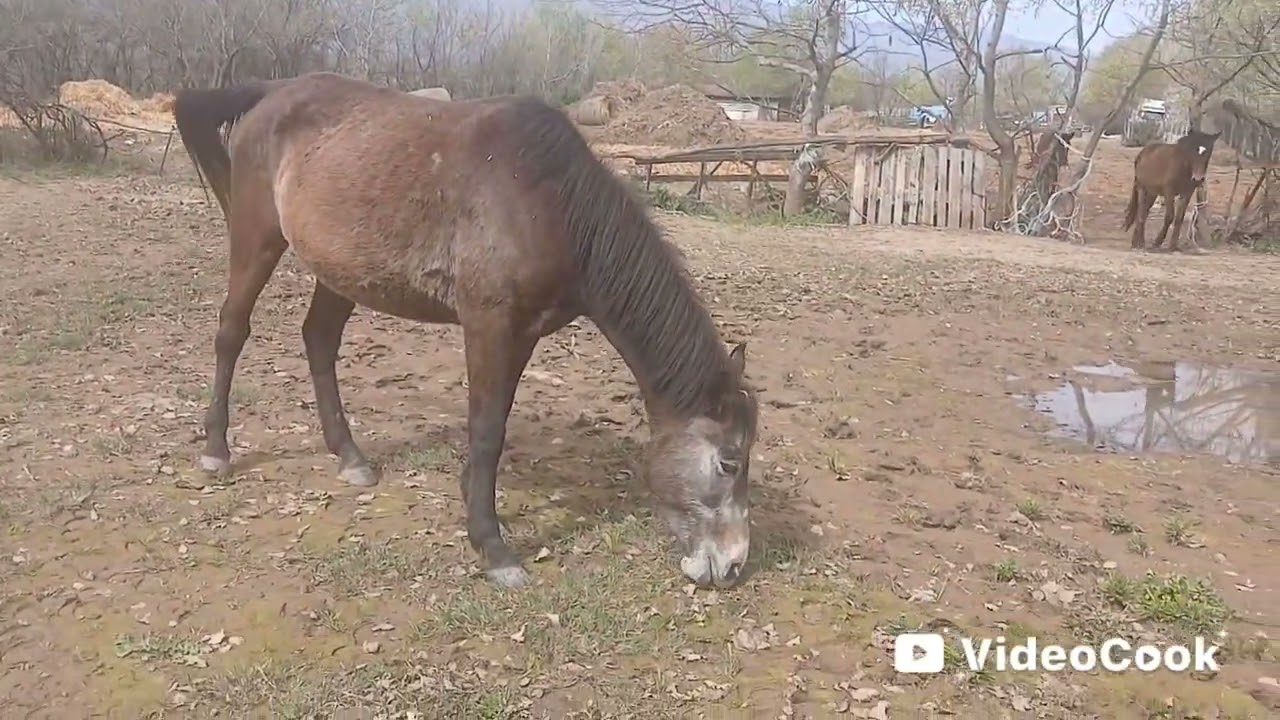 Вот и МАРТ промчался незаметно... Horses in March... 2025. Katerina's herd...