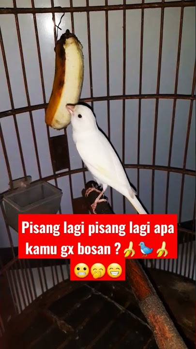 burung kenari makan pisang🍌🐦 #shorts #viral #subscribe #bts