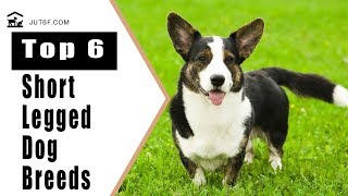 Top 6 Short Legged Dog Breeds by Just6F 12,552 views 6 years ago 5 minutes, 8 seconds