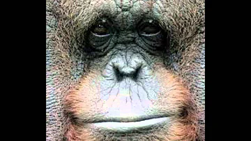 Quanto si paga per andare allo zoo?