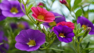 Real Sound from a Garden & Temple in India | No Additional Music