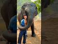 タイで象使い免許が取れるらしい！？🇹🇭#一人旅 #タイ #象使い