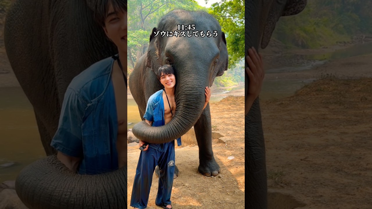 タイで象使い免許が取れるらしい！？🇹🇭#一人旅 #タイ #象使い