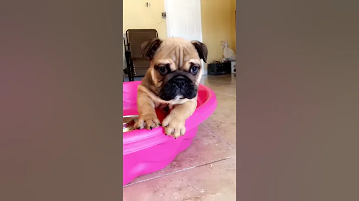 The cutesy